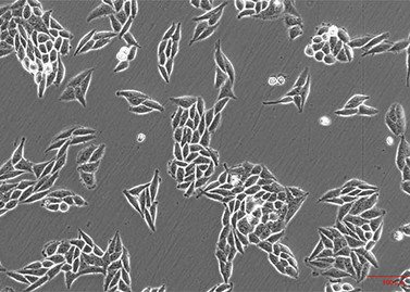 Cell Culture