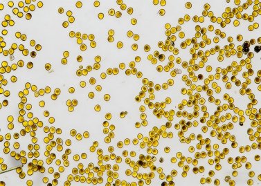 Cell Culture