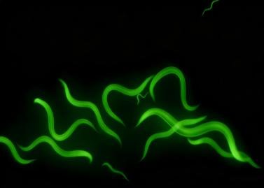 Nematodes